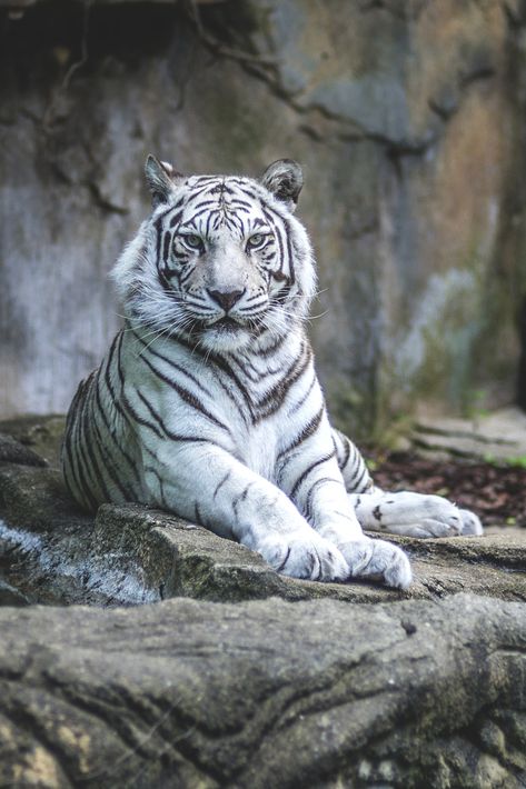 Fantasy, Art, Animals, Nature, Quotes & Fashion — lsleofskye: White tiger Tiger Photography, Tiger Pictures, Big Cats Art, Wildlife Paintings, Rare Animals, Majestic Animals, Bengal Cat, White Tiger, Cute Wild Animals