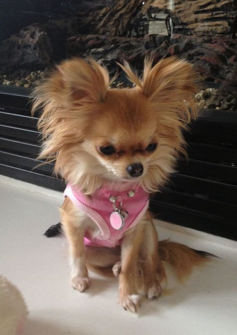 15 Photos Confirming That Chihuahuas Love Pink | PetPress Baby Chihuahua, Chihuahua Puppy, Cutest Dog Ever, Long Haired Chihuahua, Tiny Puppies, Chihuahua Lover, Cute Chihuahua, Chihuahua Love, Chihuahua Puppies