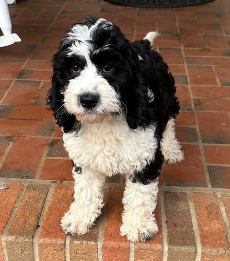 Black And White Cockapoo, Black And White Bernedoodle, Cockapoo Black And White, Springerdoodle Puppy, Crockett Doodles, Black And White Coat, Bernedoodle Puppy, Cockapoo Puppies, Mini Goldendoodle