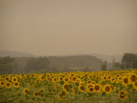 Yellow Field Aesthetic, August Vibes Aesthetic, Summer Field Aesthetic, Sunflower Field Aesthetic, Late Summer Aesthetic, Flower Field Aesthetic, Mike Hanlon, May Aesthetic, August Vibes