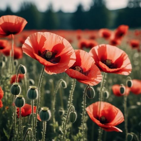 Poppy fields blooming. A poppy is a flowering plant in the subfamily Papaveroideae of the family Papaveraceae. Papaver stock photography Poppy Field Photography, Poppy Field Photoshoot, Poppy Fields, Poppy Field, Color Flower, Fields Photography, Pin Image, The Family, Paper Flowers