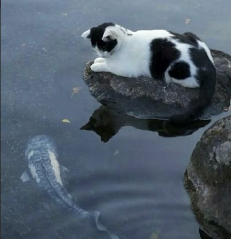 White Cat, Black And White, Water, Blue, White, Black