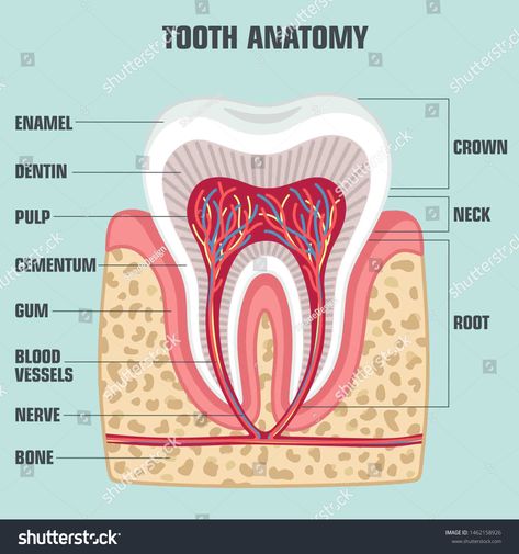 Toothache Remedies, Tooth Anatomy, Dental Pictures, Teeth Anatomy, Dental Images, Remedies For Tooth Ache, Human Body Facts, Dental Hygiene School, Dentistry Student