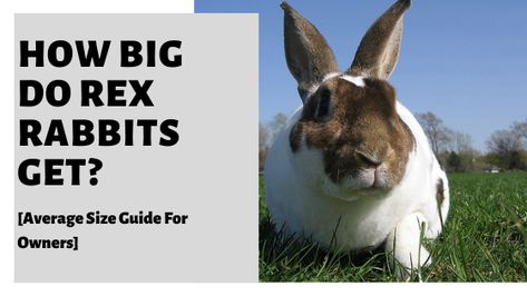 How Big Do Rex Rabbits Get? What Size Are Rex Rabbits? At What Age Is A Rex Rabbit Considered Fully Grown? What are the Rex Rabbit Development Stages? How Much Space Do Rex Rabbits Need? Find out all you need to know here! #rexrabbit #rexrabbit #rabbits #petrabbit Standard Rex Rabbit, Rex Bunny, Rex Rabbits, Rabbit Breeds Types Of Bunnies, Black Rex Rabbit, Giant Rabbit Breeds, New Zealand Rabbits, Rabbit Information, Weight Charts