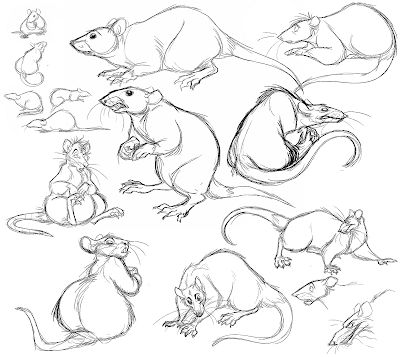 Rat Drawing, Cartoon Rat, Tier Tattoo, Mouse Drawing, Animal Drawings Sketches, Nature Sketch, Human Figure Drawing, Drawing Heads, Arte Inspo