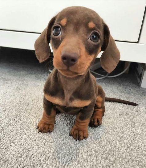 Hobbit Wiener Dog Puppies, Sausage Dog Puppy, Daschund Puppies, Doxie Puppies, Dachshund Funny, Dachshund Puppies For Sale, Dachshund Puppy Miniature, Very Cute Dogs, Weenie Dogs