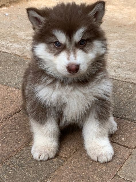 Husky Puppies, Brown Husky Puppy, Mini Husky, Cheap Puppies, Baby Huskies, Cute Husky Puppies, Perro Shih Tzu, Super Cute Dogs, Cute Dogs Images