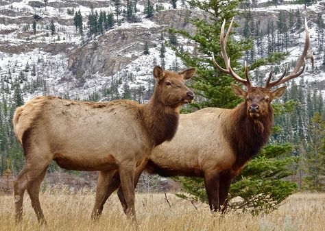 Elk, Antler, Female, Male, Wilderness, Wildlife, Mate Wall Decor Photos, Female Elk, Cow Elk, Elk Pictures, Elk Photo, Elk Photography, Photos Of Nature, Deer Species, Canvas Photo Wall