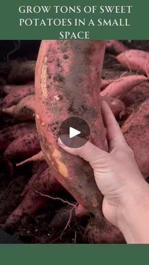 Grow Sweet Potatoes, Sweet Potato Slips, Growing Sweet Potatoes, Food Order, Crunchy Granola, Growing Potatoes, Grow Bags, Food Garden, Sweet Potato Recipes