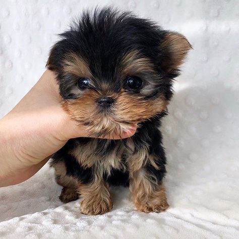 Mini puppies 🐶 . Puppy Husky, Micro Teacup Puppies, Pomeranian Puppy Teacup, Cute Teacup Puppies, Teacup Yorkie Puppy, Mini Puppies, Yorkie Puppy For Sale, Yorkie Terrier, Teacup Yorkie