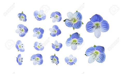 Speedwell Flower, Cornflower Blue Tattoo, Veronica Flower Tattoo, Veronica Flower, Veronica White Flower, Periwinkle Botanical Illustration, Birds Eye, Spring Flowers, Flower Tattoo