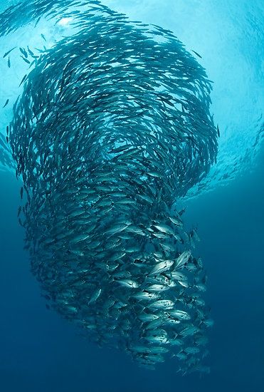 Water Tornado, Fish Under Water, Creature Marine, Fish Ball, School Of Fish, Underwater Life, Water Life, Aquatic Animals, Ocean Creatures