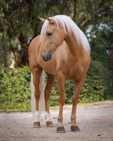 Lusitano Stallion, Male Horse, Lusitano Horse, Horse Coat Colors, Buy A Horse, Palomino Horse, Horse Aesthetic, This Boy, Horse Coloring