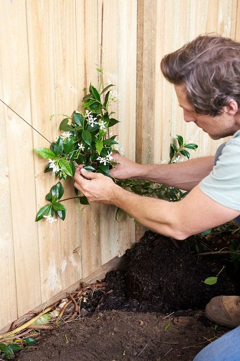 How to make a pretty wire trellis for your garden | Better Homes and Gardens Garden Wire Trellis, Jasmine Wire Trellis, Diamond Vine Trellis, Jasmine Climber Trellis, Jasmine Espalier Wall, Trellis For Climbing Plants, Climbing Plant Wall Outdoor, Vine On Brick Wall, Jasmine Fence Ideas