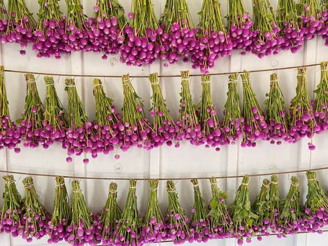 Create a dried flower wall by growing globe amaranth/gomphrena Globe Amaranth, Everlasting Flowers, Farm Lifestyle, Amaranth, Veggie Garden, Flower Farm, Flower Wall, Dried Flowers, Flowers Bouquet