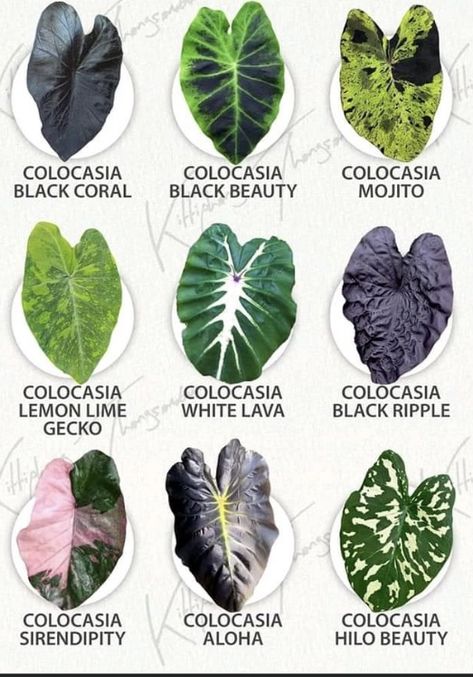 Plant Leaf Identification, Professor Sprout, Odd Plants, Plant Business, Plant Friends, Indoor Oasis, Alocasia Plant, Plant Varieties, Black Garden