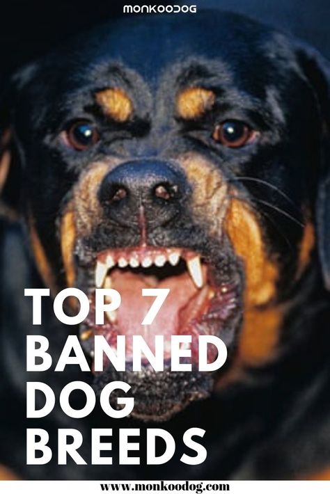 Dangerous Dogs Breeds, Banned Dog Breeds, Mailbox Swags, Most Dangerous Animals, Doberman Puppies, 10 Animals, Tallest Dog, Scary Dogs, Dangerous Dogs