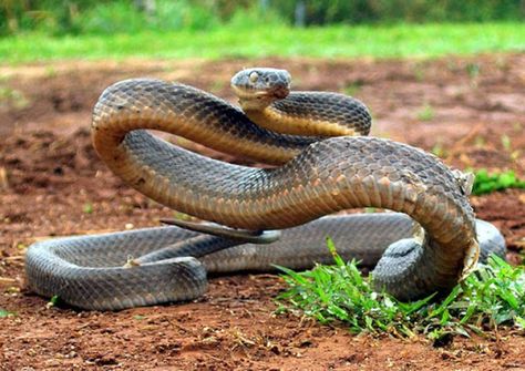 Taipan Snake, Deadly Snakes, Terrifying Creatures, Inland Taipan, Preschool English, English Rhymes, Deadly Creatures, Foam Carving, Poisonous Snakes