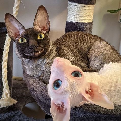 The Cornish Rex cat breed originated from a chance mutation in England. They boast a distinctive curly coat rather than a soft one, resulting from a lack of topcoat over their fine undercoat. Cornish Rexes also make wonderfully affectionate, playful companions and shed minimally thanks to their unique fur. Pixel The Cat, Silly Cars, Ugly Cat, Cat Species, Smiling Cat, Rare Cats, Cornish Rex, Rex Cat, Silly Cats Pictures