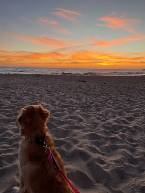 Group Of Dogs Aesthetic, Dog Moodboard, Golden Retriever Beach, Wholesome Dog, Creepy Faces, Group Of Dogs, Dogs Cute, Hawaii Life, Animals Cute