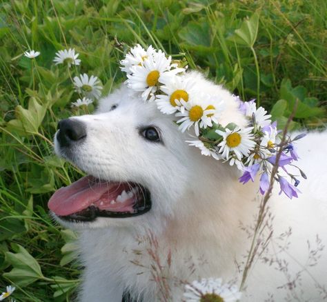 Garden Friends, Daisy Dog, Samoyed Dogs, Pet Style, Curious Cat, Dog Flower, Dog Boarding, Sweet Animals, Baby Dogs