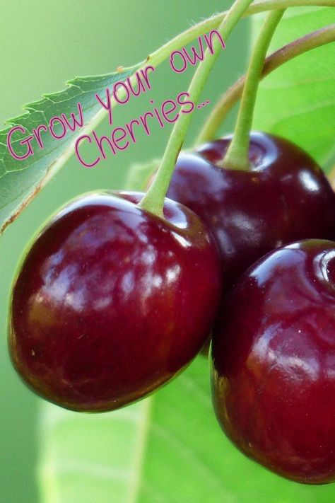 Find out why you should never prune your cherry tree in the winter and other interesting cherry growing facts in our latest blog…. #containergardening #growyourownfoods | Gardening ideas | Cherry Tree | Flowering Cherry | How to grow cherries | Cherry blossom | Blossom Tree | Cherry Tree Garden | Grow cherries from pit | Grow cherries from seed | How to grow cherries from seed | plant a tree | How To Grow Cherry Tree From Seed, Planting Cherry Pits, Cherry Tree Garden, Planting Cherry Trees, Growing Cherries, Growing Cherries From Pits, Can You Grow A Cherry Tree From A Cherry Pit, Cherry Tree From Seed, Ground Cherries Plant