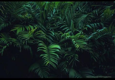 Greenery Desktop Wallpaper, Plant Aesthetic Horizontal, Greenery Laptop Wallpaper, Plant Aesthetic Wallpaper Laptop, Plant Background Aesthetic Landscape, Plant Aesthetic Widget, Plants Wallpaper Laptop, Plant Wallpaper Laptop, Plant Computer Wallpaper