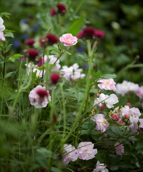 Designing a rose garden: for naturalistic and formal schemes | Palette Garden, Rose Garden Landscape, English Garden Design, Rose Garden Design, Herbaceous Border, Rose Varieties, Paradise Garden, Types Of Roses, Rose Trees