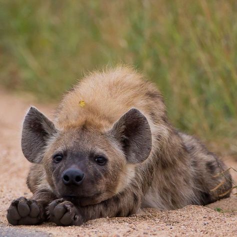 Hyenas Aesthetic, Spotted Hyena Aesthetic, Hyena Aesthetics, Hyena Photography, Hyena Therian, Hyena Cute, Hyena Oc, Aesthetic Animal Wallpaper, Hyena Drawing