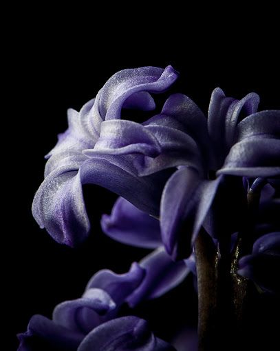 Hyacinth in Bloom_Photo by Eustace James Hyacinth Aesthetic Flower, Hyacinthus Aesthetic, Purple Hyacinth Flower, Hyacinth Aesthetic, Hyacinth Flowers, Good Meaning, All Things Purple, Purple Aesthetic, Flower Photos