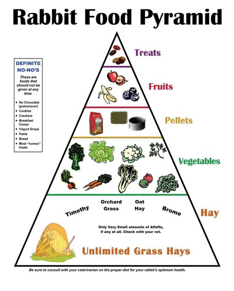 Treats Nuts Fruits Banana, Apple, Black Current Vegetables Buk choy, Corinder, Cauliflower, Capsicum, Red Beet Root, Carrot Hay Timothy, Orchard Grass, Oat Hay, Brome Only Very Small amount of alfalfa, if any at all. Check with your vet. Yogurt Drops, Lop Bunnies, Holland Lop Bunnies, Rabbit Diet, Pet Rabbit Care, Grass Hay, Bunny Care, Spoiled Dogs, Holland Lop