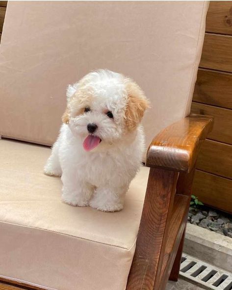 Teacup Maltipoo Puppies Maltipoo Adult, Maltipoo Full Grown Black, Glen Burnie Maryland, Toy Maltipoo, White Maltipoo Full Grown, Maltipoo Colors, Teacup Maltipoo, Tea Cup Maltipoo, Husky Puppies For Sale