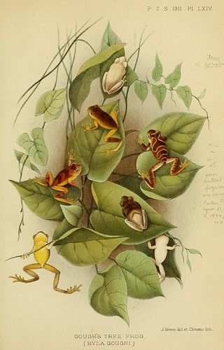 n692_w1150 | Proceedings of the Zoological Society of London… | Flickr Frog Reference, Tree Frog Tattoos, Audubon Prints, Wallpaper Theme, Frog Pictures, Patchwork Sleeve, Antique Botanical Print, The Ray, Old Book Pages