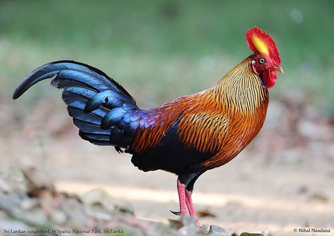 Sri Lanka - National animal - Sri Lankan junglefowl Jungle Fowl, Gamebirds, Millie Marotta, National Animal, Tic Toc, Chickens And Roosters, Veg Garden, Chicken Breeds, Falmouth