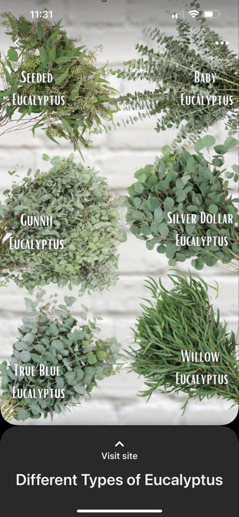 Rustic March Wedding Ideas, Sage And White Wedding Flowers, Types Of Eucalyptus, Sage Wedding, Wedding 2025, Ceremony Ideas, Future Wedding Plans, Floral Ideas, Eucalyptus Leaves