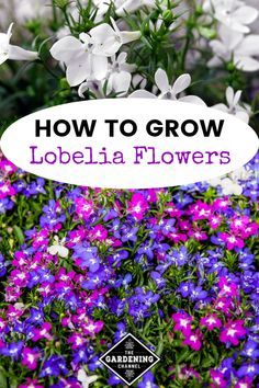 Try growing lobelia in flower beds and hanging baskets. Follow these growing tips, including tips on variety selection. #gardeningchannel #gardening #containergardening Lobelia Flowers, Lobelia Cardinalis, Urban Gardening Ideas, Small Flower Gardens, Hanging Plants Diy, Hanging Flower Baskets, Growing Tips, Urban Gardening, Flower Landscape