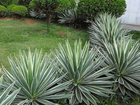 Succulent Landscape Design, Florida Landscaping, Yucca Plant, Succulent Landscaping, Front Yard Garden Design, Agave Plant, Agaves, Front Yard Garden, Tropical Landscaping