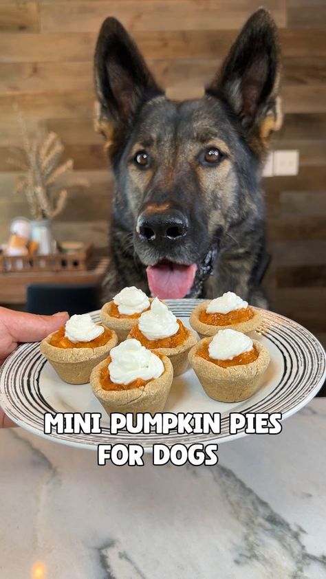 Mini Pumpkin Pies For Dogs Recipe | Mini Pumpkin Pies For Dogs Recipe 🥧 🐶 #dog #recipe #dogrecipe #Thanksgiving #pumpkinpie #pumpkin #germanshepherd | By Jade the Sable GSD | Facebook Mini Dog Pumpkin Pies, Pies For Dogs, Pie For Dogs, Happy Canadian Thanksgiving, Mini Apple Pie, Canadian Thanksgiving, Dog Pumpkin, Mini Pumpkin Pies, Mini Apple Pies