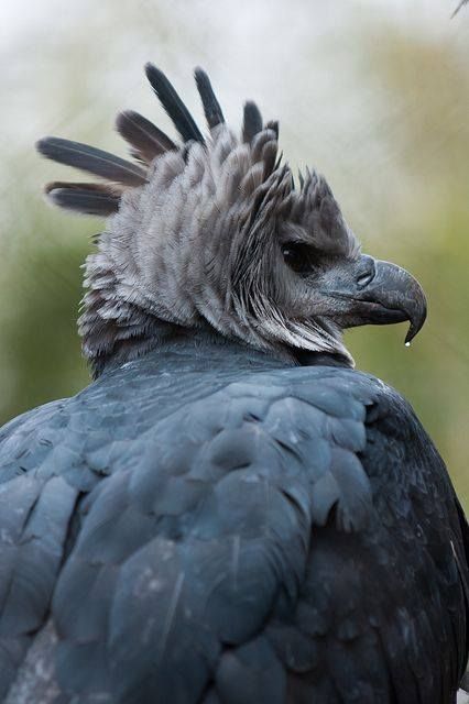 Harpy Eagle Medieval Fairy, Photo Ciel, Eagle Photo, Dallas Zoo, Harpy Eagle, Fairy Wren, Exotic Birds, Pretty Birds, Colorful Birds