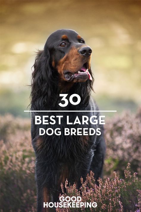 Big Dog Breeds List, Best Big Dog Breeds, Best Large Dog Breeds, Dog Breeds Chart, Dog Breeds List, Big Dog Breeds, Dog List, Popular Dog Breeds, Most Popular Dog Breeds