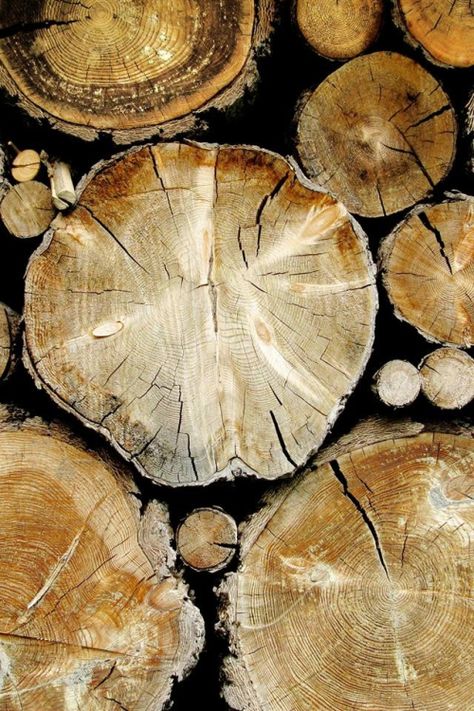 The Common Thread Wood Grain Aesthetic, Wood Stack, Rugged Aesthetic, Wood Aesthetic, Foto Macro, Wood Discs, Natural Inspiration, Wood Pile, Rustic Aesthetic