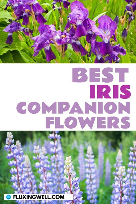 Transform your iris garden into a colorful masterpiece with the right companion plants! Discover ideal bearded iris companion plants that will enhance blooms, improve soil, and keep pests away. Whether you’re new to growing irises or a seasoned pro, learn what to plant with iris flowers for vibrant garden flower beds. Iris Companion Plants, Iris Flowers Garden, Growing Irises, Backyard Flowers Garden, Companion Gardening, Garden Flower Beds, List Of Flowers, Companion Plants, Flower Garden Design