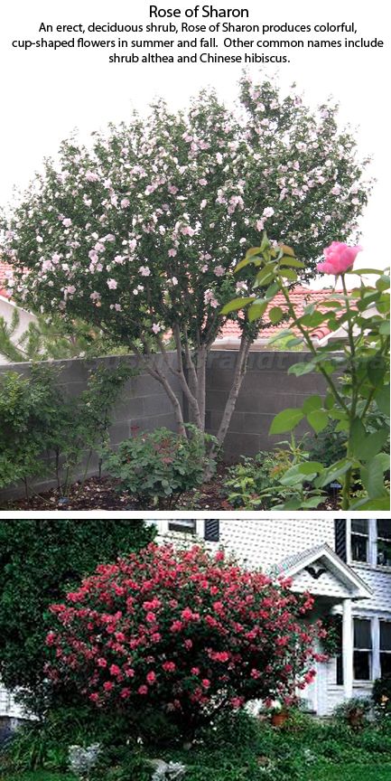 Rose of Sharon. Top - pruned to be a tree, Bottom: pruned to be a shrub, which is the most common way. Plant care: see URL. Rose Of Sharon Bush In Landscaping, Rose Of Sharon Tree, Rose Of Sharon Bush, Outside Plants, Gardening Techniques, Types Of Roses, Rose Of Sharon, Growing Roses, Easy Garden