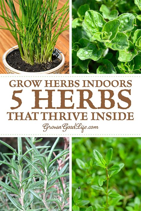 Grow Herbs Indoors, Growing Food Indoors, Growing Herbs Indoors, Grow Herbs, Windowsill Garden, Diy Herb Garden, Types Of Herbs, Herb Garden Design, Indoor Herb Garden