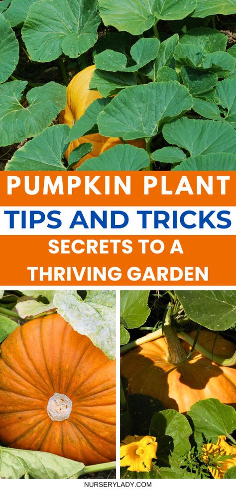 "Unlock the secrets to a thriving garden with our essential pumpkin plant tips! Discover expert advice on planting pumpkins, how to grow pumpkins successfully, and the best pumpkin varieties for your garden. From choosing the right soil to watering techniques, learn everything you need to grow pumpkins like a pro. Transform your garden with these invaluable growing pumpkins insights! Harvesting Pumpkin Seeds To Plant, Planting Pumpkins How To Grow, How To Grow Pumpkins, Grow Pumpkins, Pumpkin Plant, Pumpkin Varieties, Planting Pumpkins, Pumpkin Garden, Plant Tips