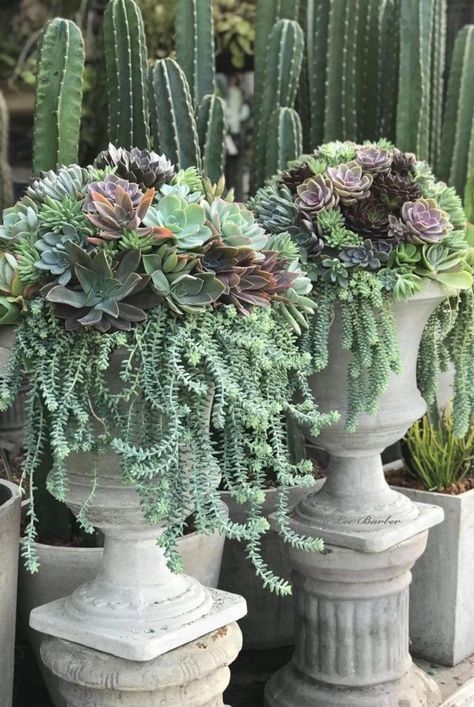 Succulent Fountain, Succulent Garden Landscape, Succulent Landscape Design, Succulent Garden Design, Succulent Landscaping, Succulent Garden Diy, Garden Urns, Succulent Gardening, Succulents In Containers