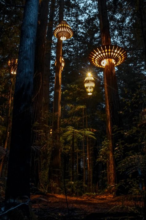 Forest Seating Area, Light A Tree, Lights In Forest, Light In Forest, Lights In Trees, Forest Installation, Forest Backyard, Forest Entrance, Forest Lighting