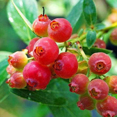 Grow Your Own Pink Lemonade Blueberry for Flavor and Health Benefits Pink Lemonade Blueberry, Growing Blueberries, Blueberry Plant, Blueberry Bushes, Have Inspiration, Growing Fruit, Ornamental Plants, Edible Plants, Fruit Garden