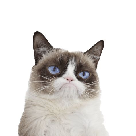 Grumpy Cat: that reaction he gives always Grumpy Face, Cat Meeting, Cat Png, Cat Info, Cat Talk, Animal Help, Angry Cat, Movie Clips, Islamic Posters