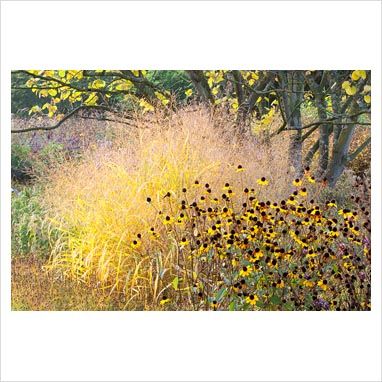 Panicum virgatum + Rudbeckia triloba. Mooi met anemonen. Rudbeckia Triloba, Panicum Virgatum, Planting Combinations, Native Plant Gardening, Grasses Landscaping, Easy Landscaping, Border Plants, Grasses Garden, Front Landscaping